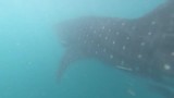 Whale Shark Swim