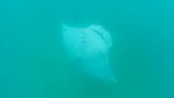 Rolling Manta  Ray