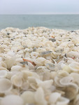 Shellbaeach1