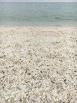 Shellbeach2