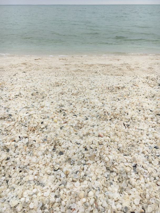 Shellbeach2