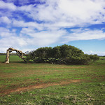 LeaningTree