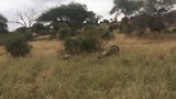 Rennende gnoes naast de jeep