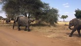 Olifanten in Tarangire national park