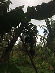 IMG_4559
