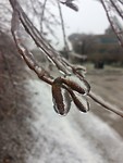 Freezing rain
