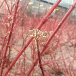 Freezing rain