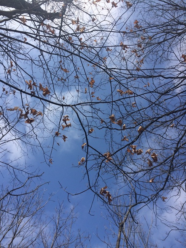 Maple Leafs in the sky
