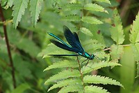 Libelle Schwarzwald