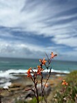 Sydney
