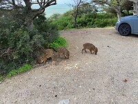 IMG_4525