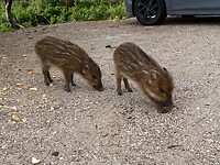 IMG_4528