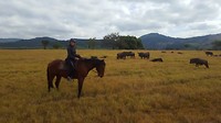 paardrijden in Swaziland tussen de 'Wildebeesten'