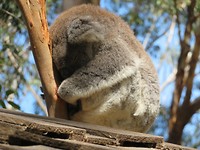 koala hospital
