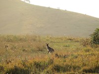 Wallaby op de farm
