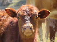 kalfje op de farm