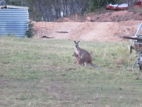 Wallaby met Joey