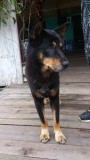 Hond