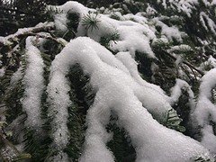IMG_6621