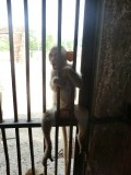 Monkey Temple