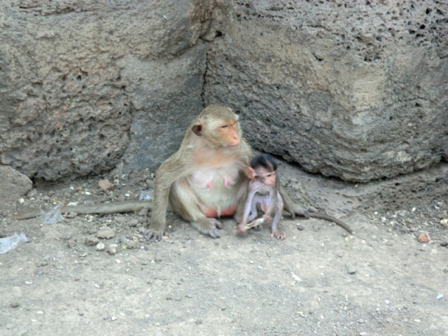 Monkey Temple