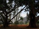 Hele grote bomen