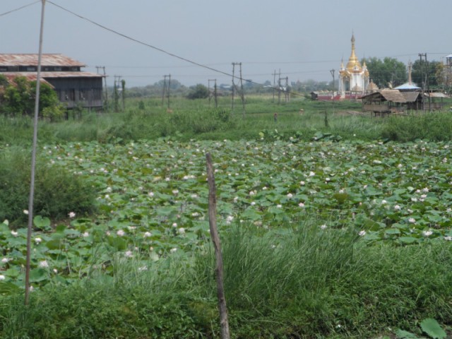 Lotus garden