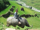 Sapa