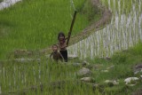 Sapa