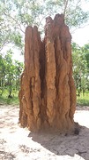 Termite mound