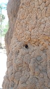 Termite mound