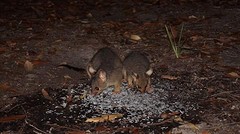 Possums