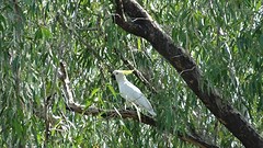 Kakadu