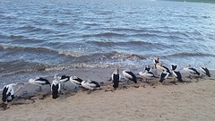 Pelikanen