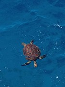 Zeeschildpad