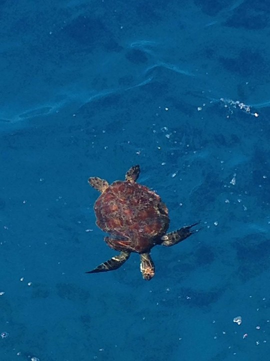 Zeeschildpad