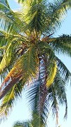 Watch out for falling coconuts