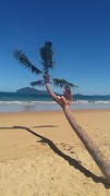 Palm tree