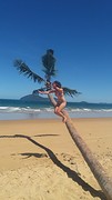 Palm tree
