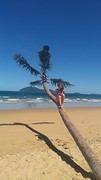 Palm tree
