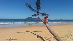 Palm tree
