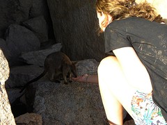 Rockwallaby & baby voeren