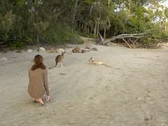 Kangaroo's op het strand
