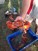 Mudcrab