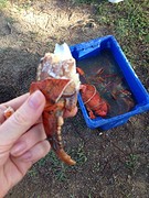 Mudcrab
