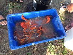 Mudcrab