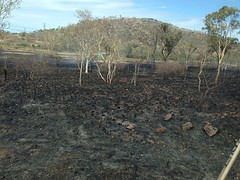 Bushfire richting Airlie Beach