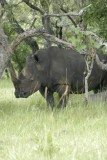 Neushoorn in Ziwa Rhino Sanctuary