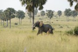 Wilde olifant