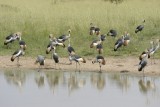Kraanvogels